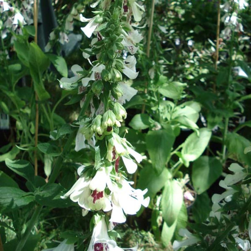 Digitalis purpurea Pams Split - Foxglove (Plant habit)