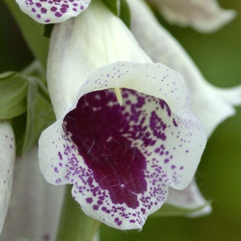Digitalis purpurea Pams Choice - Foxglove (Flowering)