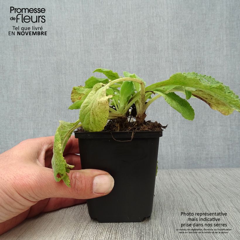Digitalis purpurea Suttons Apricot - Foxglove 7/8 cm pot sample as delivered in autumn