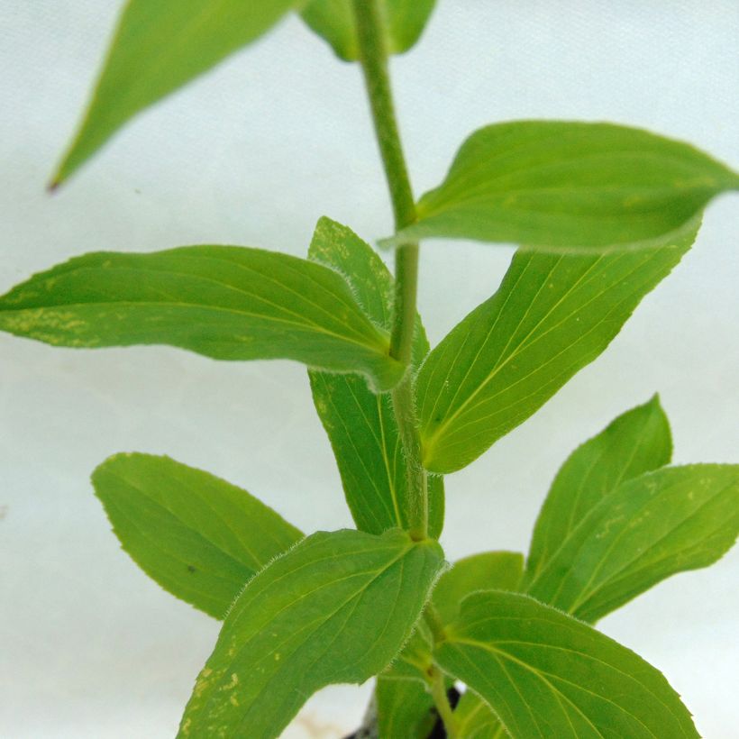 Digitalis grandiflora - Foxglove (Foliage)