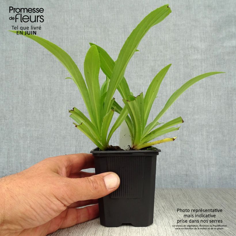 Digitalis lutea - Foxglove 8/9 cm pot sample as delivered in summer