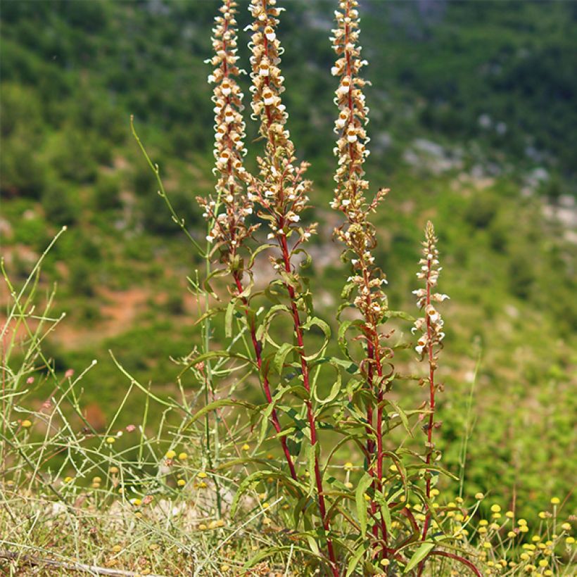 Digitalis lanata - Foxglove (Plant habit)