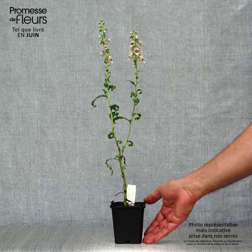 Digitalis lanata - Foxglove 8/9 cm pot sample as delivered in summer