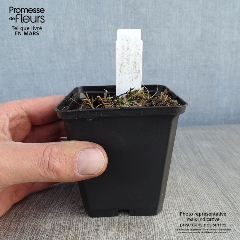 Digitalis mertonensis Summer King - Foxglove 8/9 cm pot sample as delivered in winter