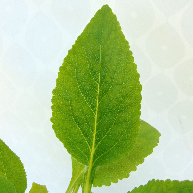 Digitalis purpurea - Common Foxglove (Foliage)