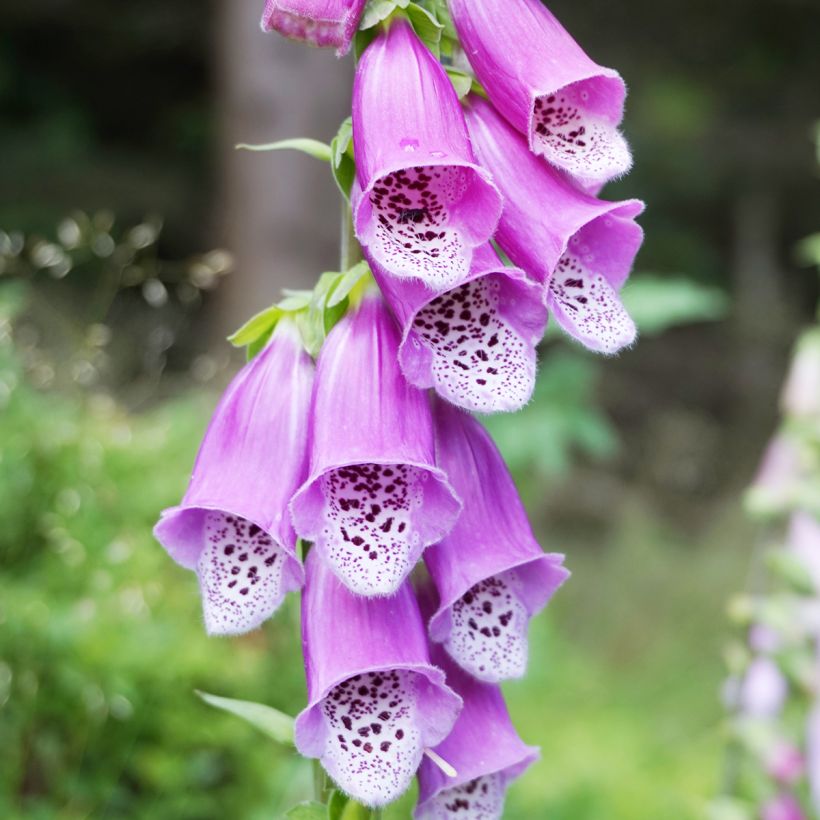 Digitalis purpurea - Common Foxglove (Flowering)