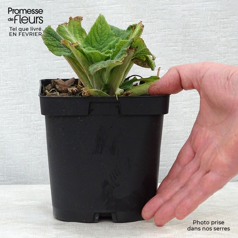 Digitalis purpurea - Common Foxglove 2L/3L pot sample as delivered in winter