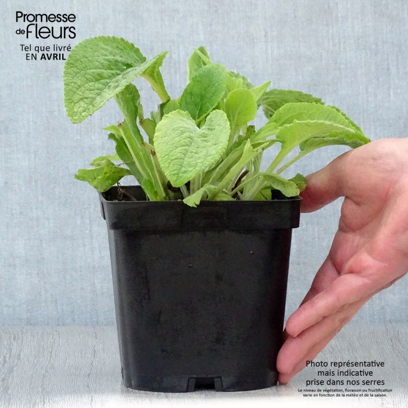 Digitalis purpurea - Common Foxglove 2L/3L pot sample as delivered in spring