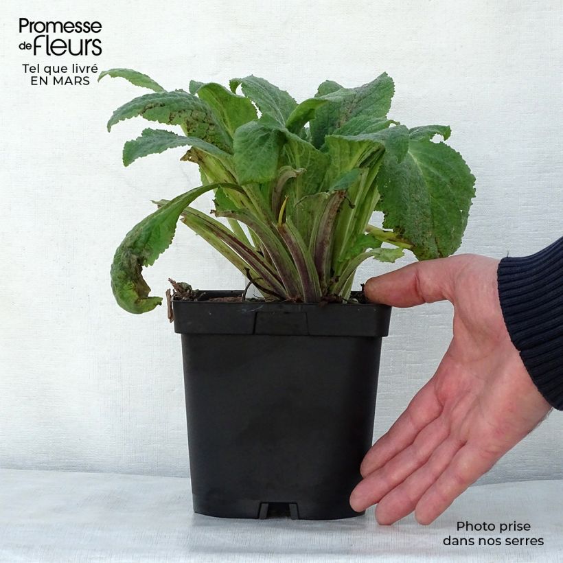 Digitalis purpurea Pams Choice - Foxglove 2L/3L pot sample as delivered in spring