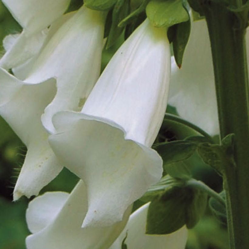 Digitalis purpurea Alba - Foxglove (Flowering)