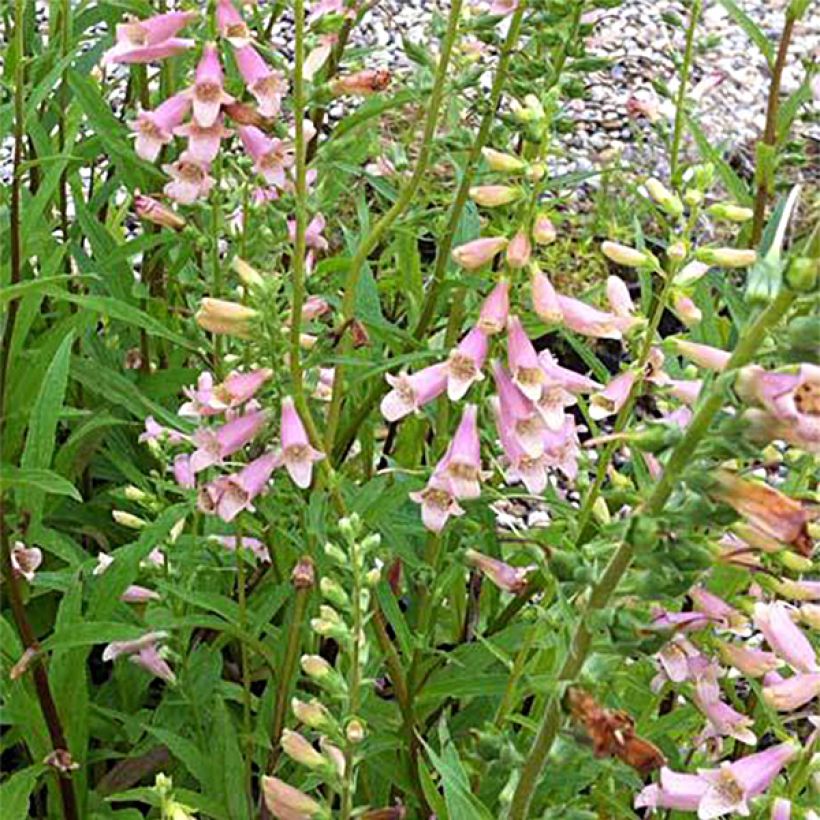 Digitalis Glory of Roundway - Foxglove (Flowering)