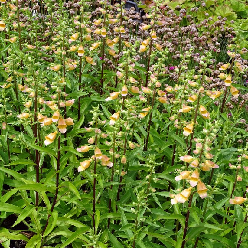 Digitalis Spice Island - Foxglove (Plant habit)