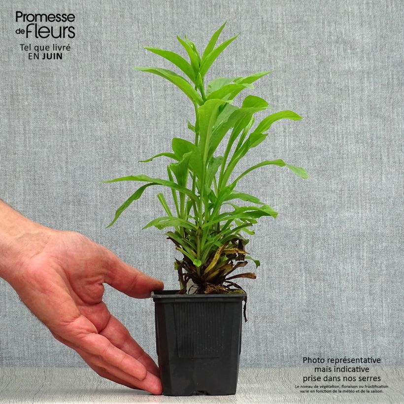 Digitalis Spice Island - Foxglove 8/9 cm pot sample as delivered in summer