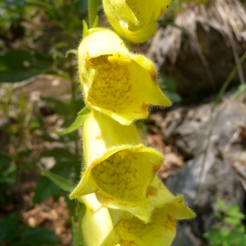 Digitalis ciliata - Foxglove (Flowering)