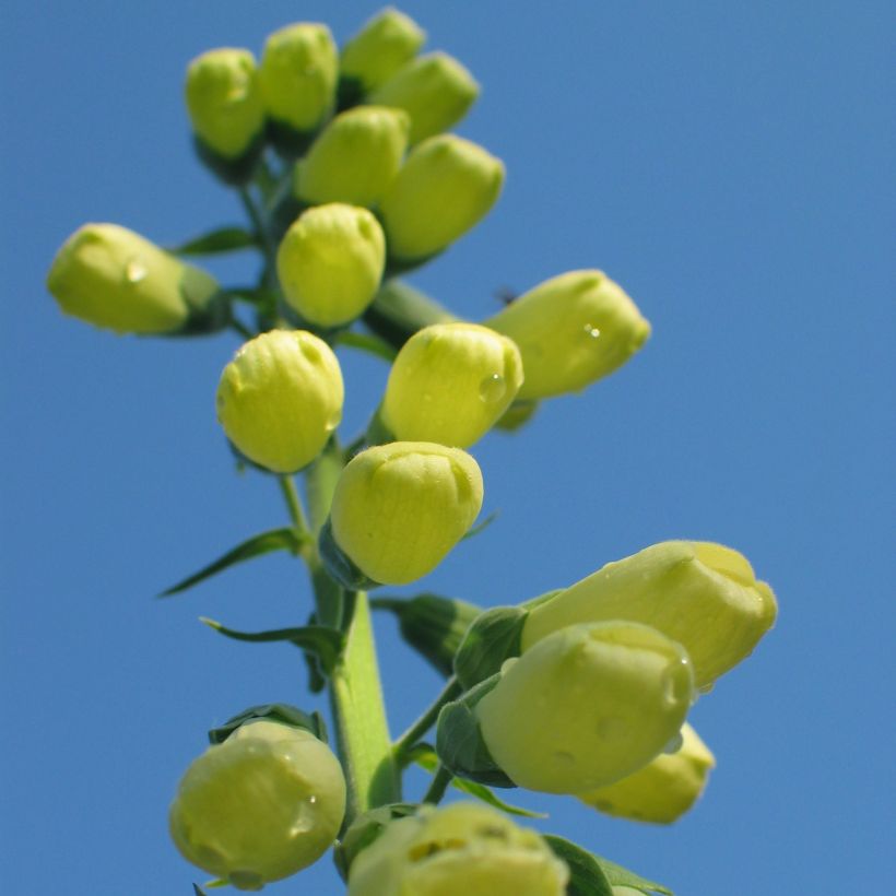 Digitalis ciliata - Foxglove (Plant habit)