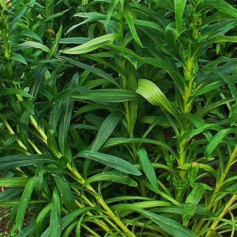 Digitalis ferruginea Gigantea - Foxglove (Foliage)