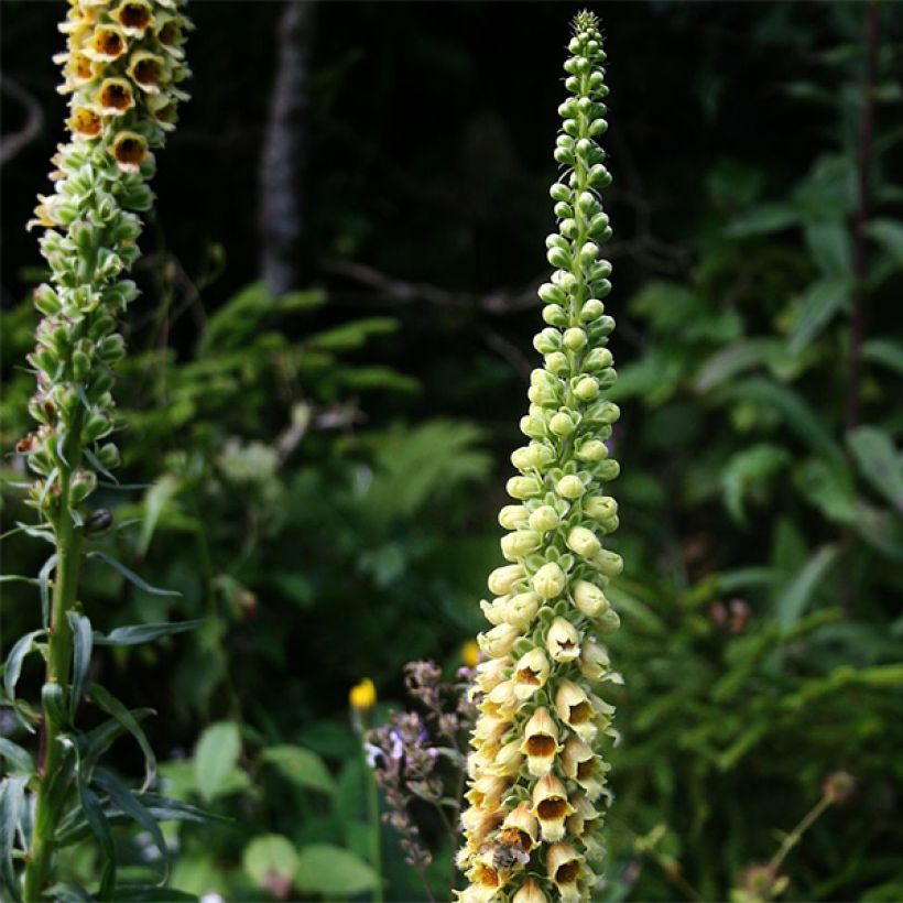 Digitalis ferruginea Gigantea - Foxglove (Flowering)