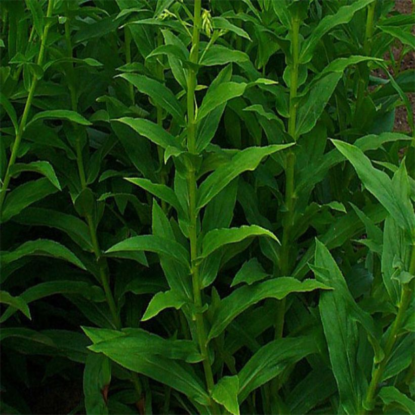 Digitalis lutea - Foxglove (Foliage)