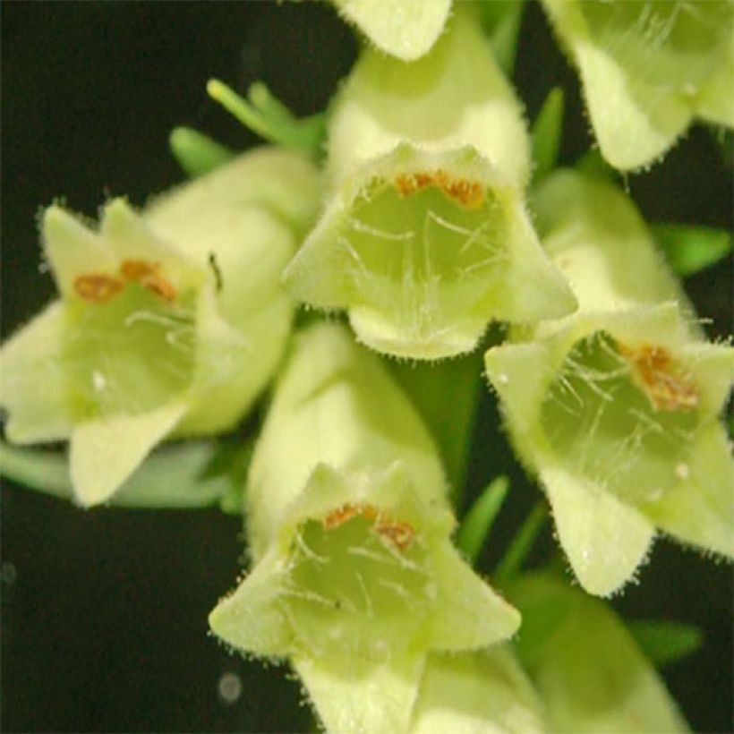 Digitalis lutea - Foxglove (Flowering)