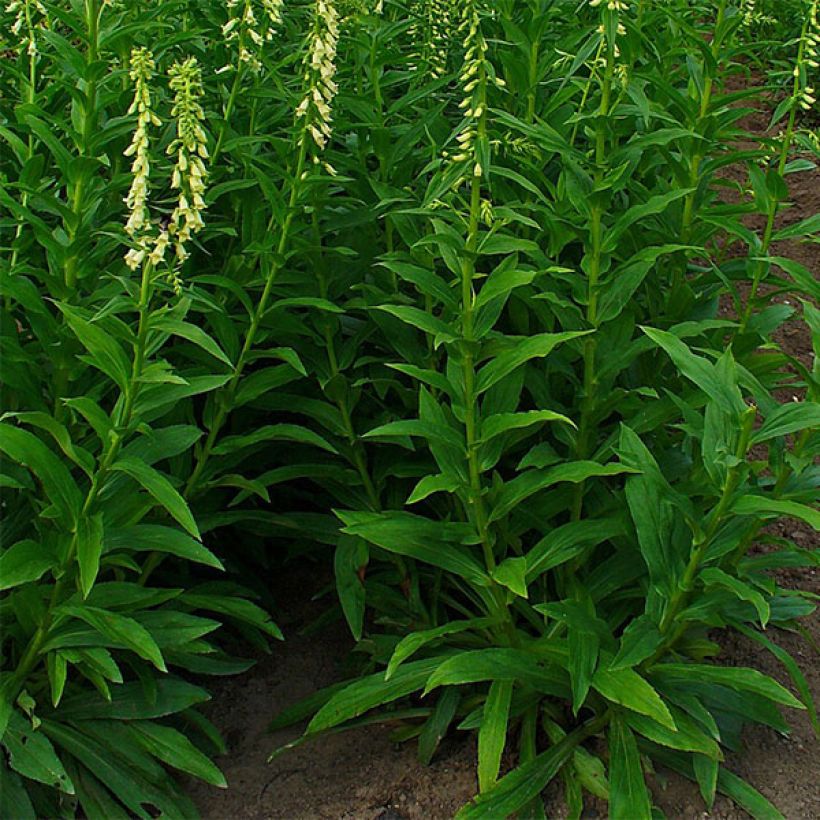 Digitalis lutea - Foxglove (Plant habit)