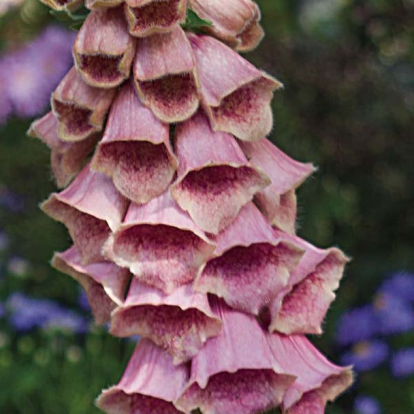 Digitalis x mertonensis - Foxglove (Flowering)