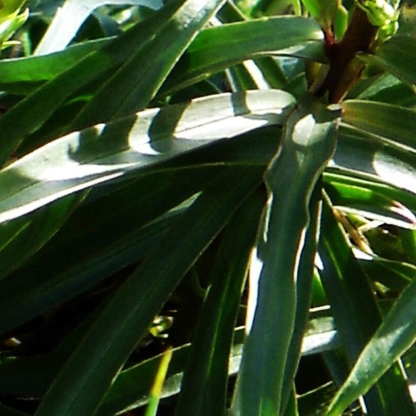 Digitalis obscura - Foxglove (Foliage)