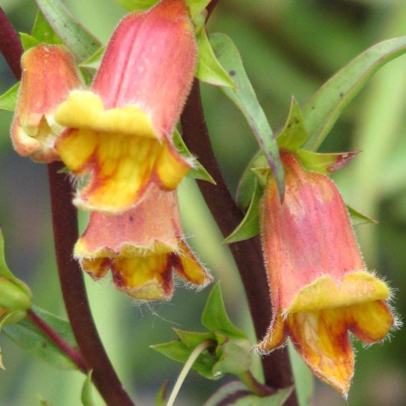 Digitalis obscura - Foxglove (Flowering)