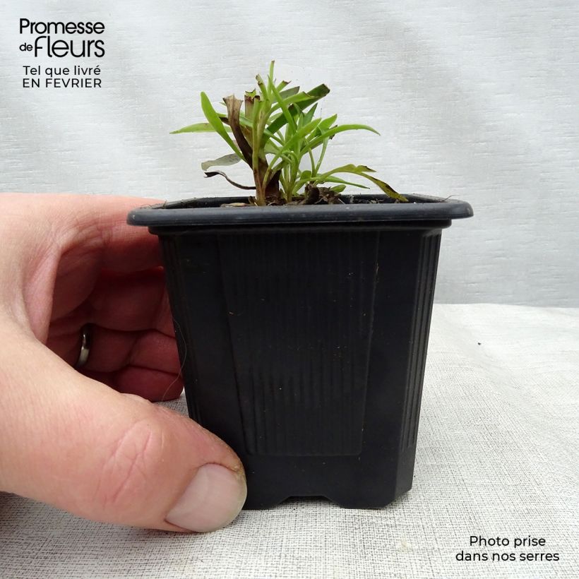 Digitalis obscura - Foxglove 8/9 cm pot sample as delivered in winter