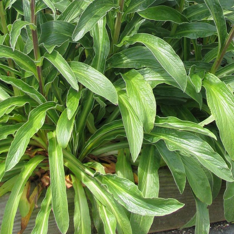 Digitalis parviflora - Foxglove (Foliage)