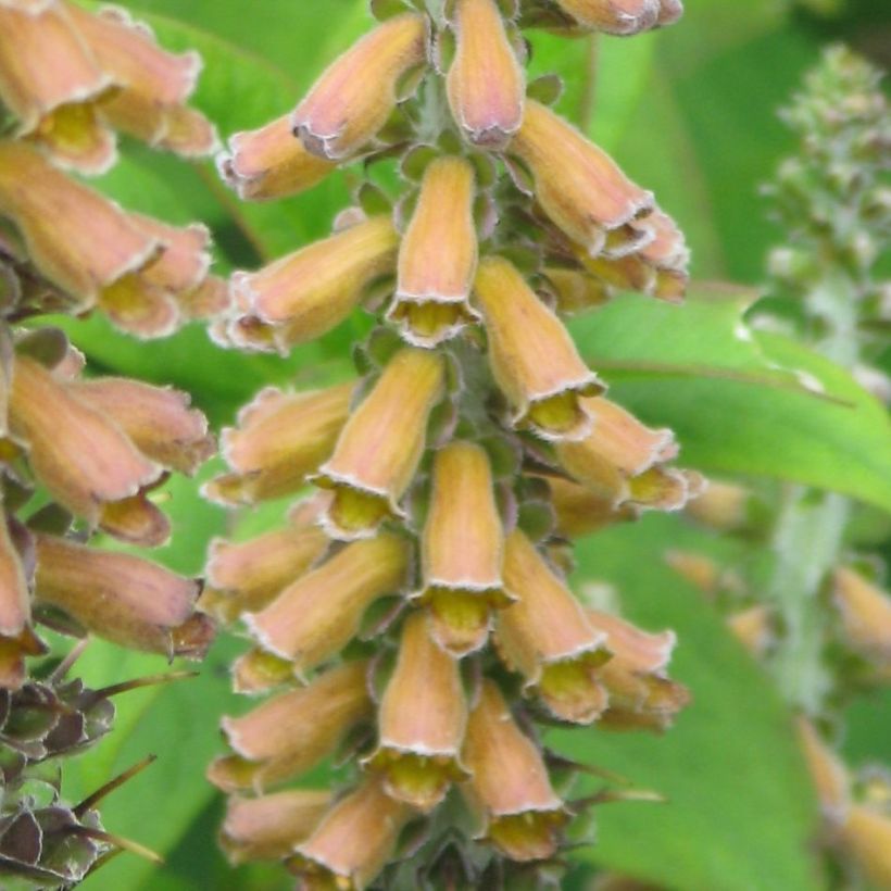 Digitalis parviflora - Foxglove (Flowering)