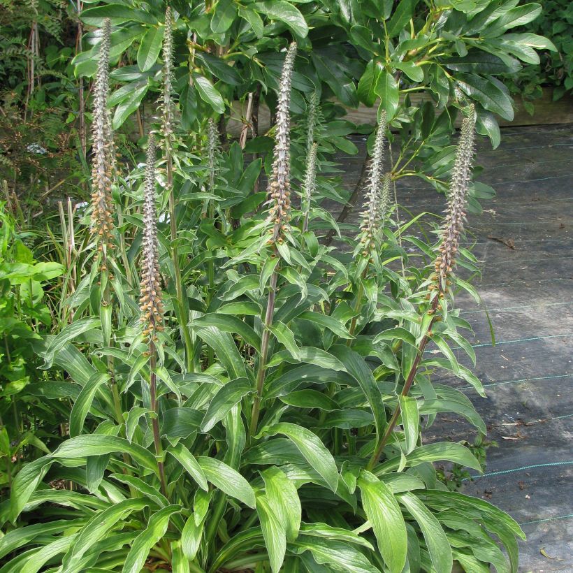 Digitalis parviflora - Foxglove (Plant habit)