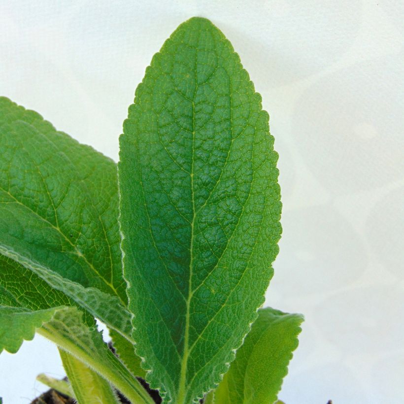 Digitalis purpurea Alba - Foxglove (Foliage)