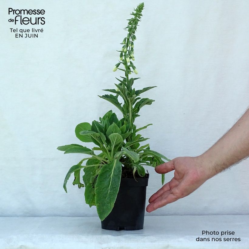 Digitalis purpurea Alba - Foxglove 8/9 cm pot sample as delivered in summer