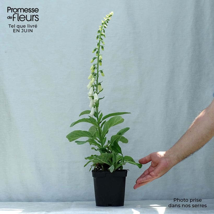 Digitalis purpurea Alba - Foxglove 2L/3L pot sample as delivered in summer