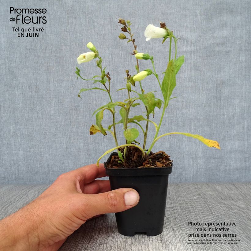 Digitalis purpurea Snow Thimble - Foxglove 8/9 cm pot sample as delivered in summer