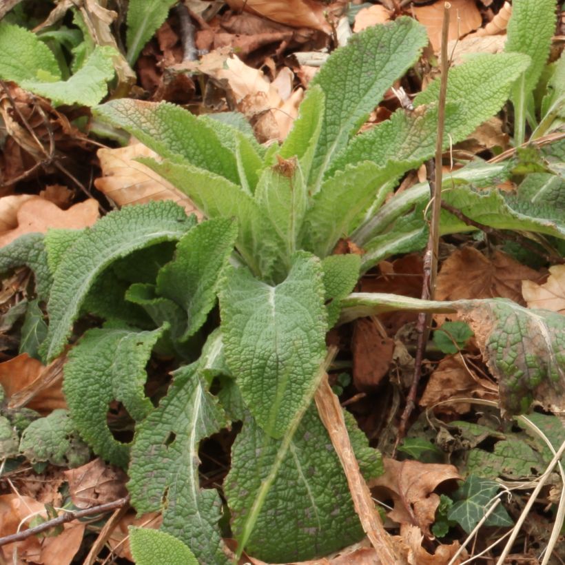 Digitalis purpurea subsp. nevadensis - Foxglove (Foliage)