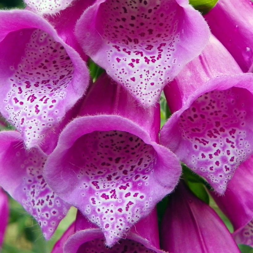 Digitalis purpurea subsp. nevadensis - Foxglove (Flowering)