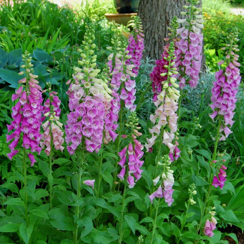 Digitalis purpurea subsp. nevadensis - Foxglove (Plant habit)