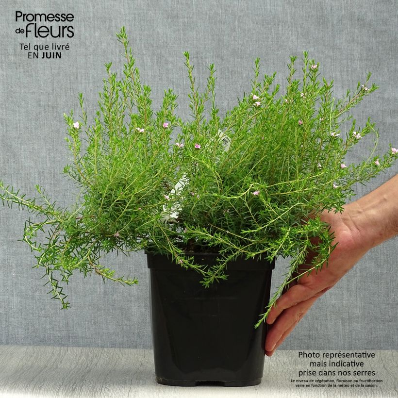 Diosma hirsuta Pink Diamond 2L/3L pot sample as delivered in summer