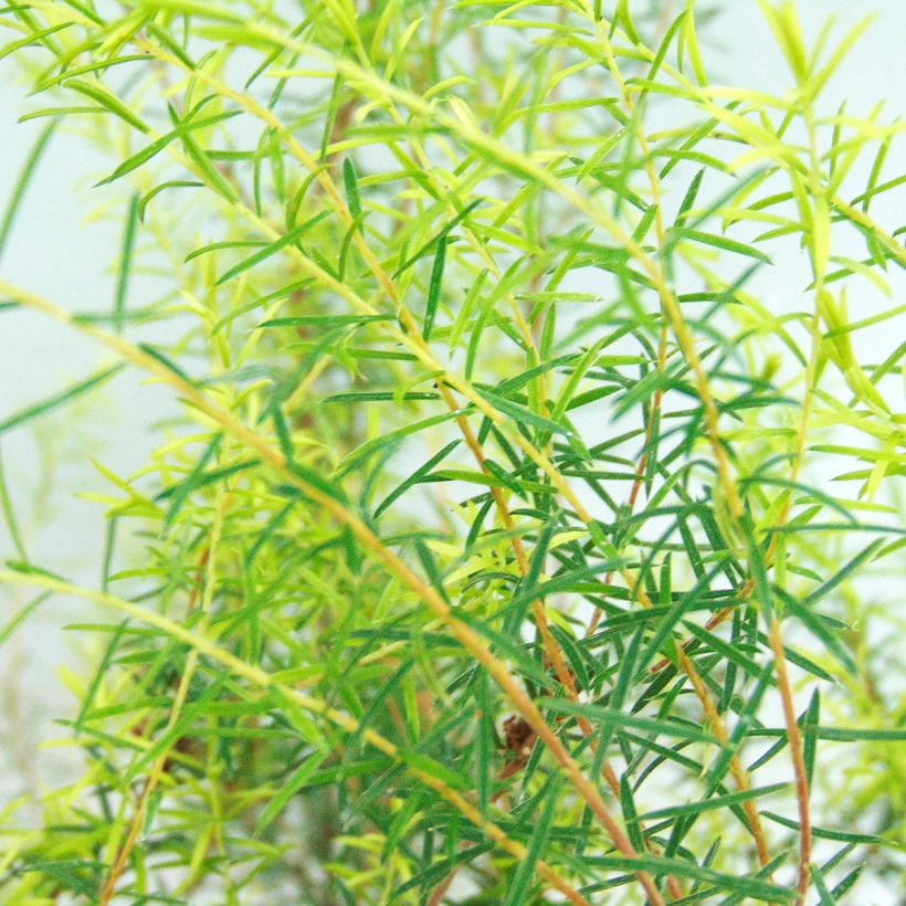 Diosma hirsuta Pink Fountain (Foliage)