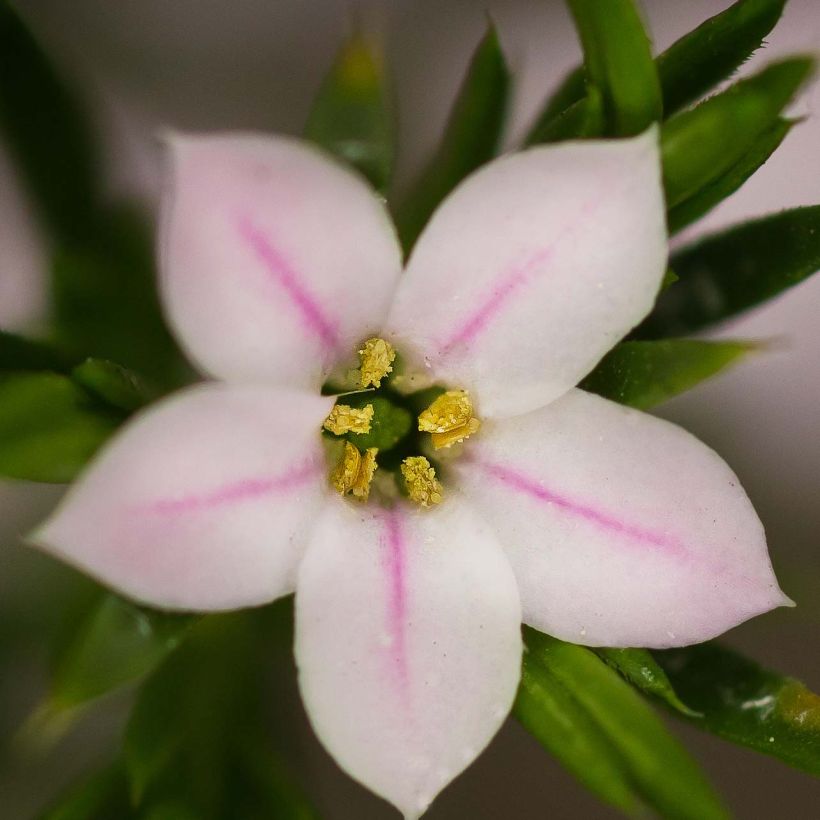 Diosma hirsuta Pink Fountain (Flowering)