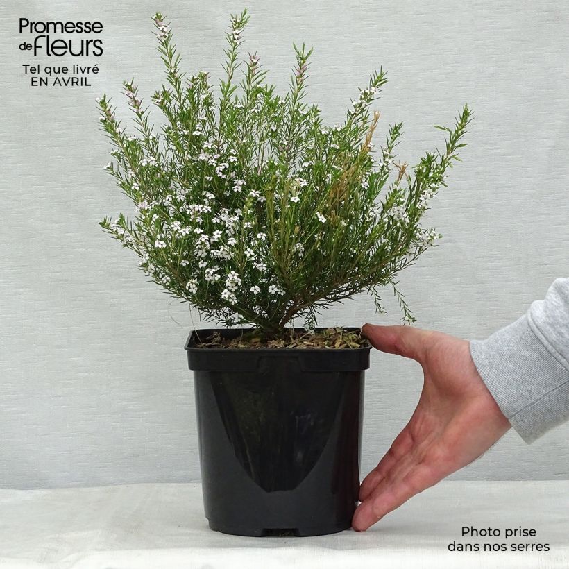 Diosma hirsuta Pink Fountain sample as delivered in spring