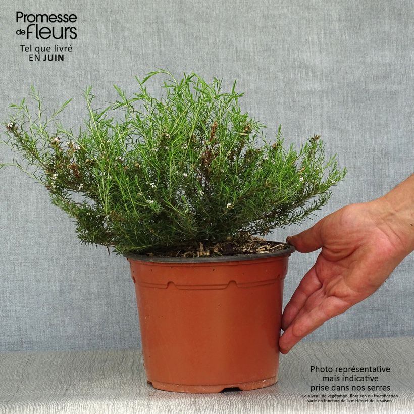 Diosma hirsuta Pink Fountain 2L/3L pot sample as delivered in summer