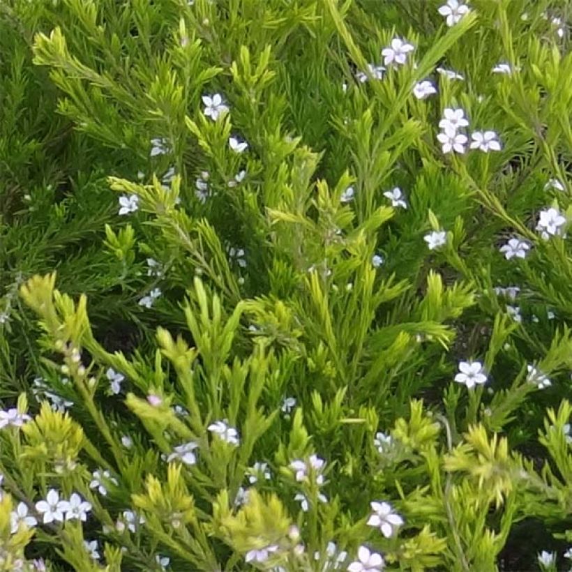 Diosma hirsuta Sunset Gold (Foliage)