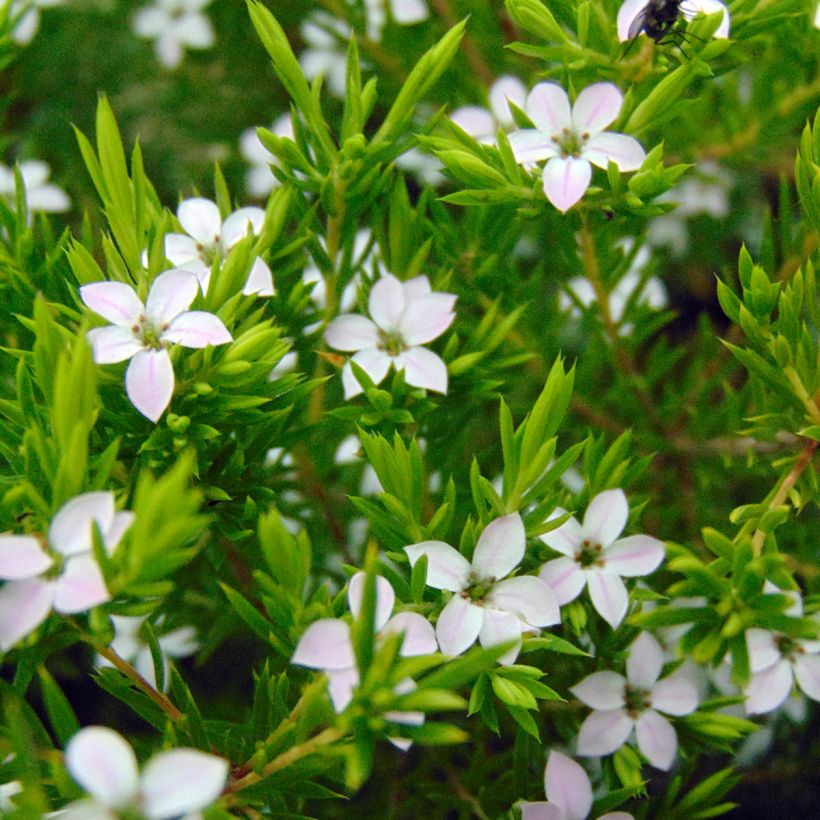 Diosma hirsuta Sunset Gold (Flowering)