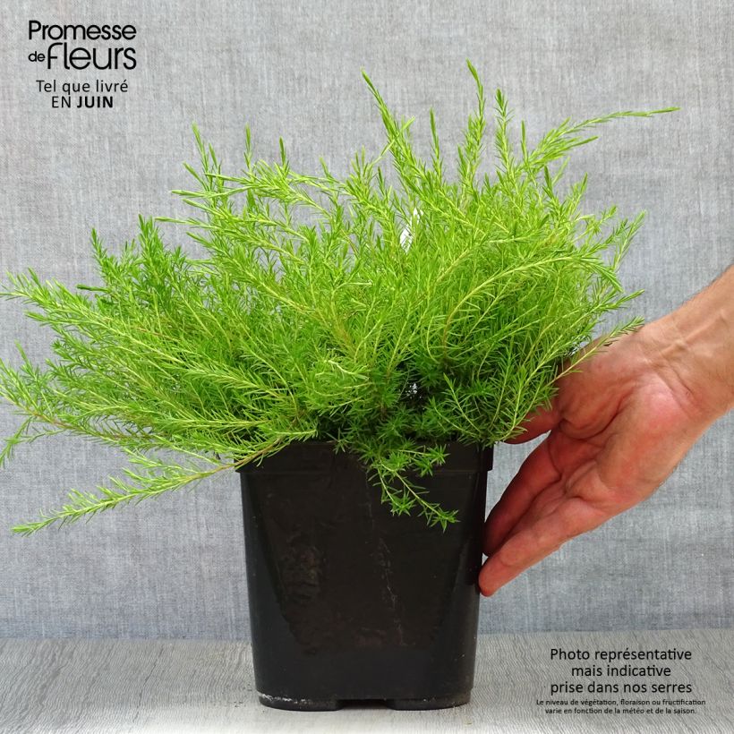 Diosma hirsuta Sunset Gold 2L/3L pot sample as delivered in summer