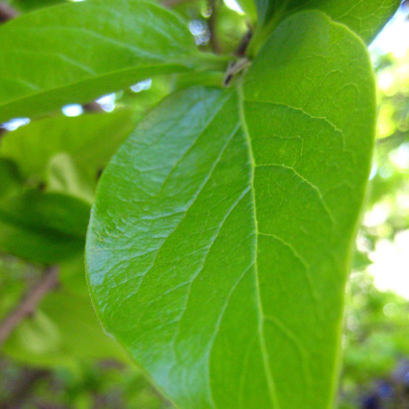 Diospyros kaki (Foliage)