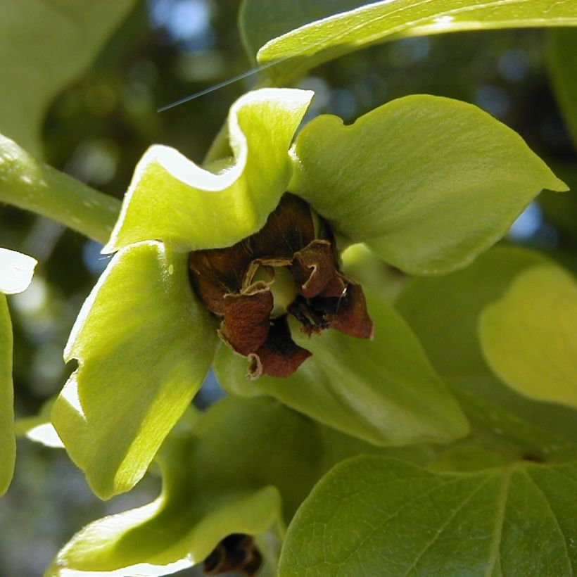 Diospyros kaki (Flowering)