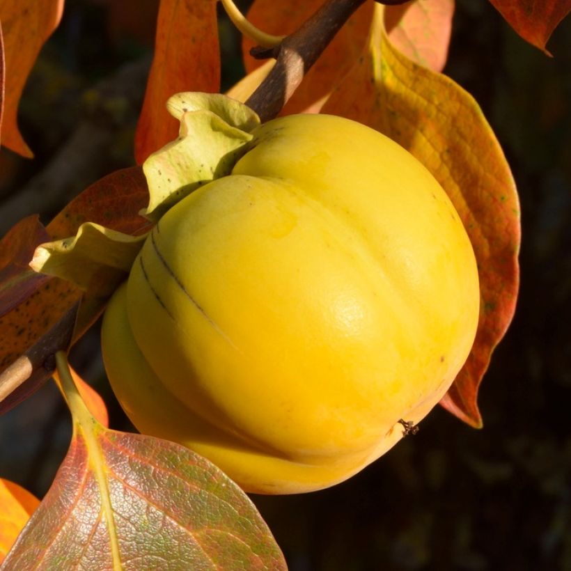 Diospyros kaki (Harvest)