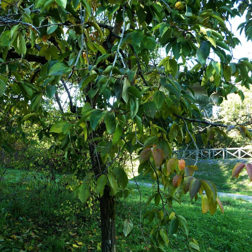 Diospyros kaki (Plant habit)